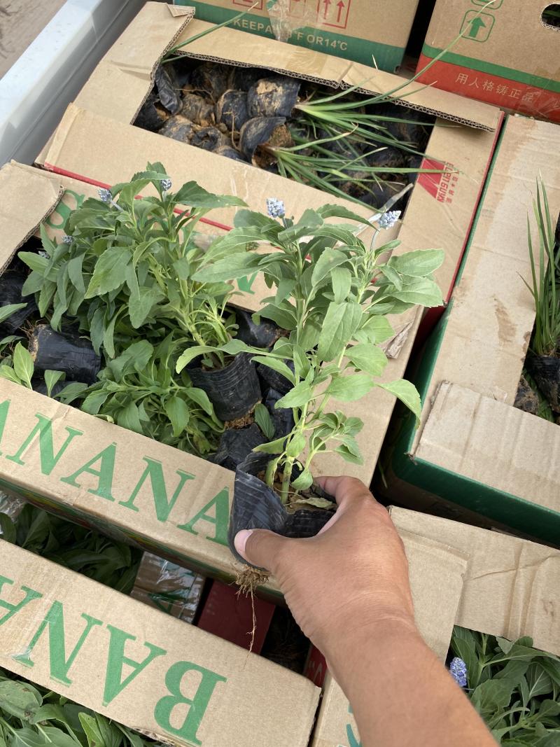 鼠尾草青州种植基地大量出售营养钵草花鼠尾草苗好成活规格，