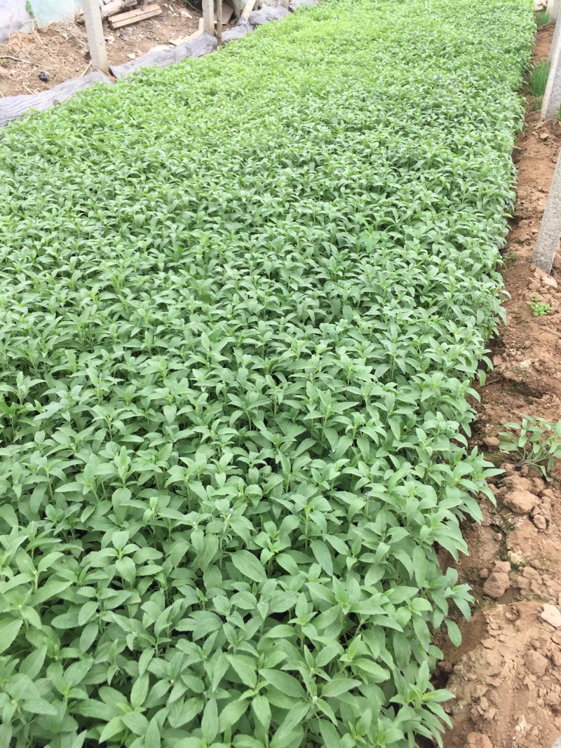 鼠尾草青州种植基地大量出售营养钵草花鼠尾草苗好成活规格，