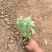 鼠尾草青州种植基地大量出售营养钵草花鼠尾草苗好成活规格，