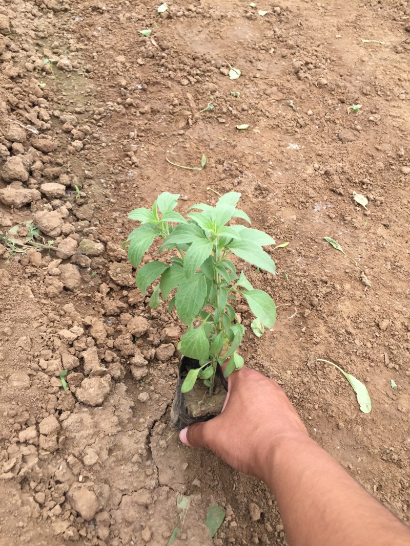 鼠尾草青州种植基地大量出售营养钵草花鼠尾草苗好成活规格，