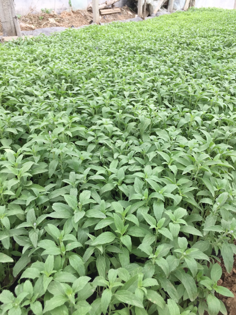 鼠尾草青州种植基地大量出售营养钵草花鼠尾草苗好成活规格，