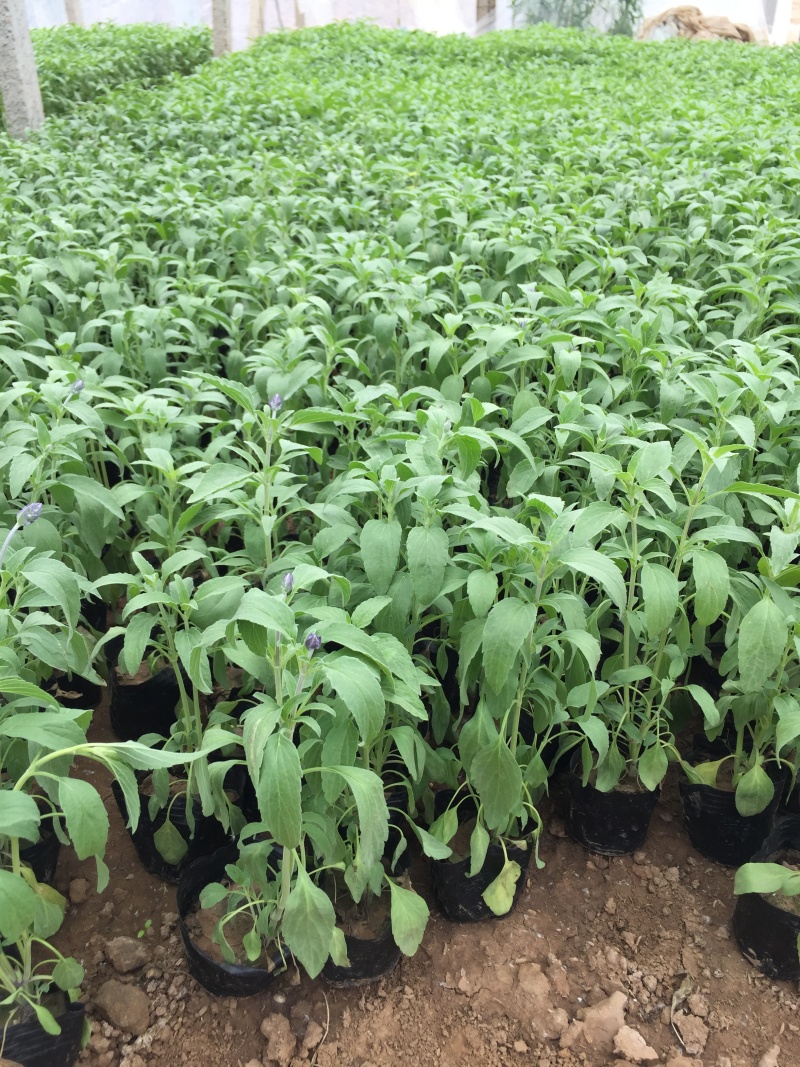 鼠尾草青州种植基地大量出售营养钵草花鼠尾草苗好成活规格，