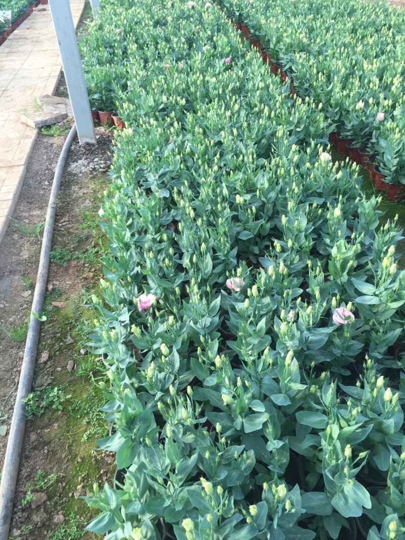 桔梗山东青州种植基地大量出售营养钵桔梗苗，成活率高，有数