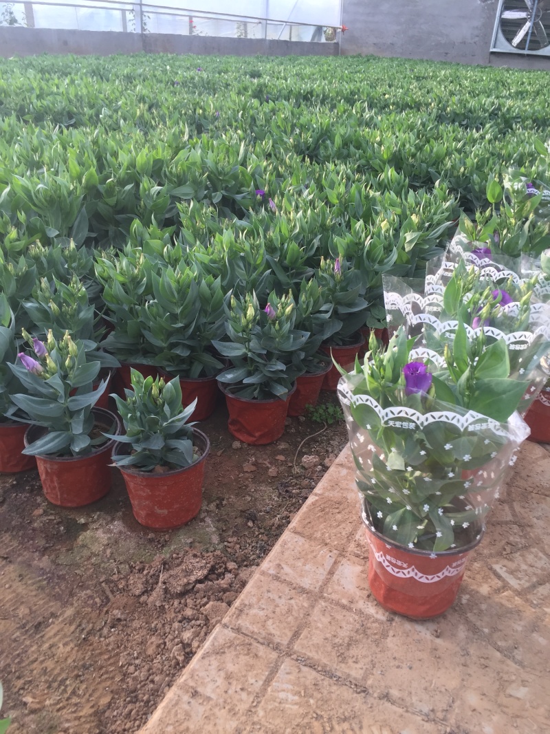 桔梗山东青州种植基地大量出售营养钵桔梗苗，成活率高，有数
