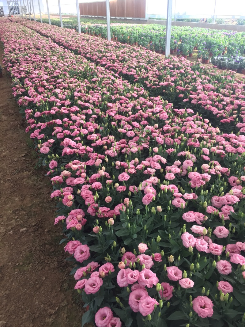 桔梗山东青州种植基地大量出售营养钵桔梗苗，成活率高，有数