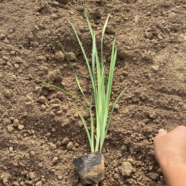 马兰山东青州种植基地大量出售营养钵马兰苗，有数量有质看货