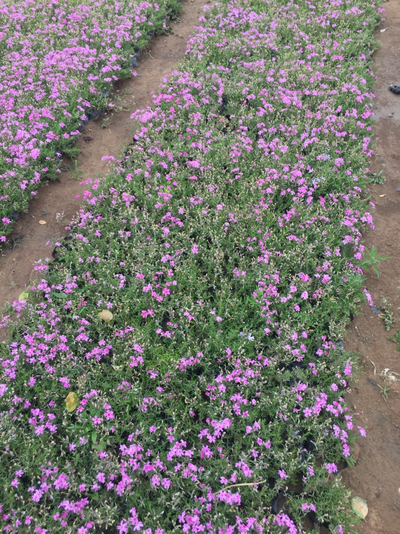 马兰山东青州种植基地大量出售营养钵马兰苗，有数量有质看货