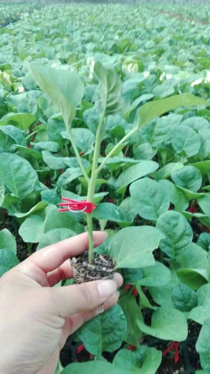 线茄苗中早熟品种亩产高坐果密商品性好线茄苗批发