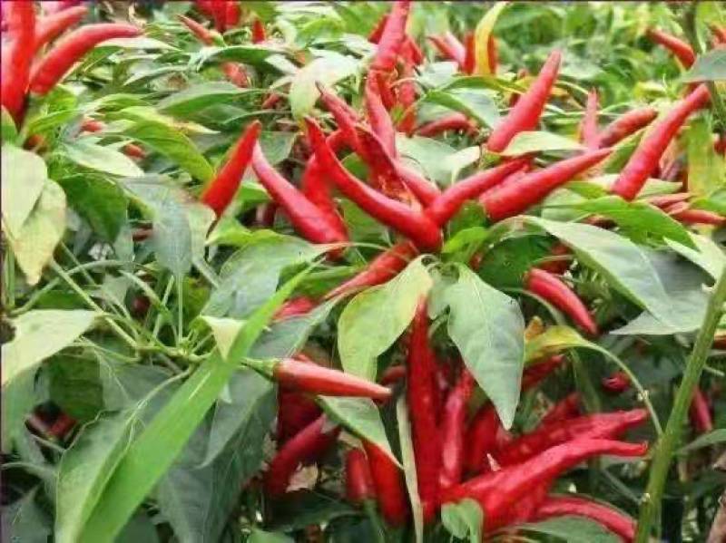 单生簇生朝天椒苗艳红朝天椒辣椒种苗价格高产源头直供