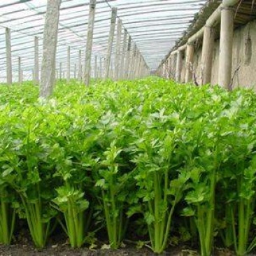 百利文图拉芹菜苗法国皇后芹菜苗批发土系穴盘苗亩产高