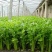 百利文图拉芹菜苗法国皇后芹菜苗批发土系穴盘苗亩产高