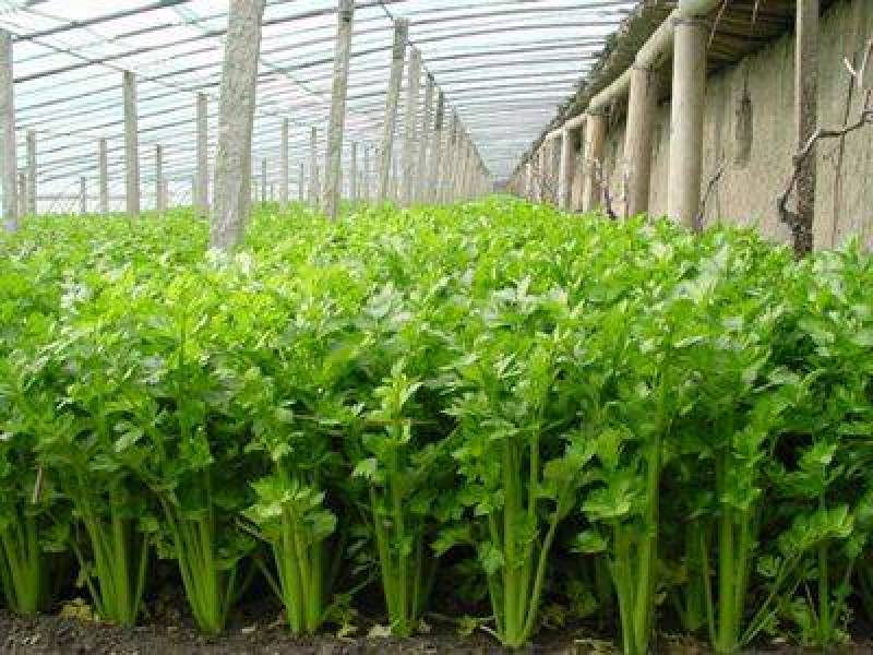 百利文图拉芹菜苗法国皇后芹菜苗批发土系穴盘苗亩产高