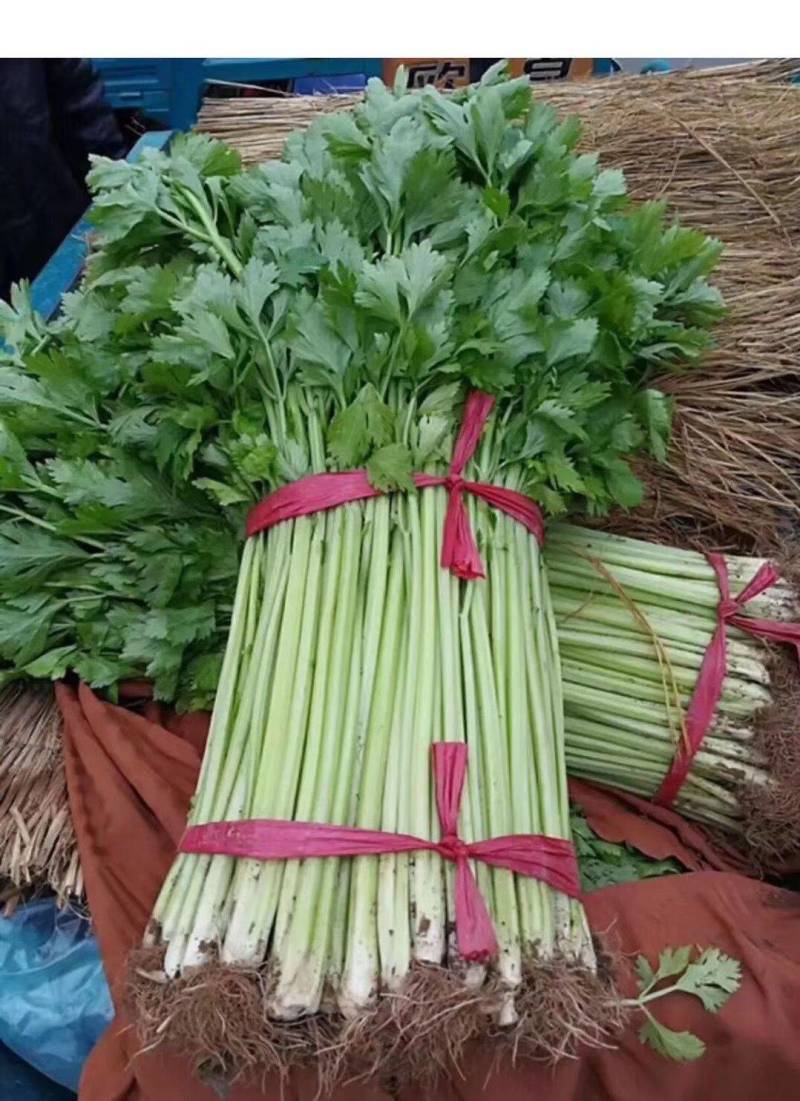 百利文图拉芹菜苗法国皇后芹菜苗批发土系穴盘苗亩产高