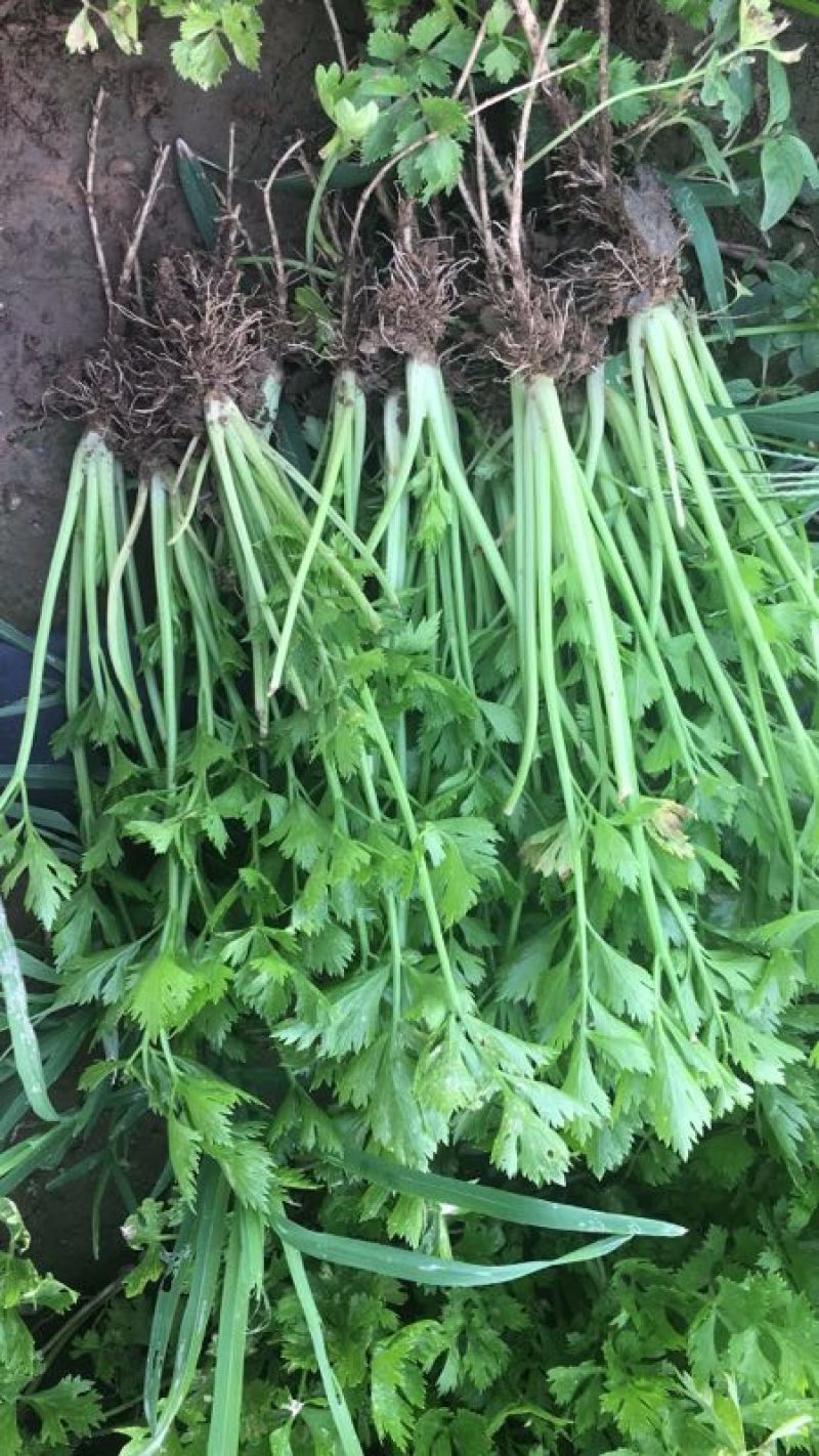 百利文图拉芹菜苗法国皇后芹菜苗批发土系穴盘苗亩产高
