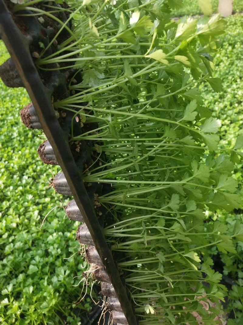 百利文图拉芹菜苗法国皇后芹菜苗批发土系穴盘苗亩产高