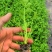 百利文图拉芹菜苗法国皇后芹菜苗批发土系穴盘苗亩产高