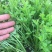 百利文图拉芹菜苗法国皇后芹菜苗批发土系穴盘苗亩产高
