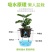 自动吸水懒人花盆仿陶塑料盆绿植水培大号树脂盆黑白彩色