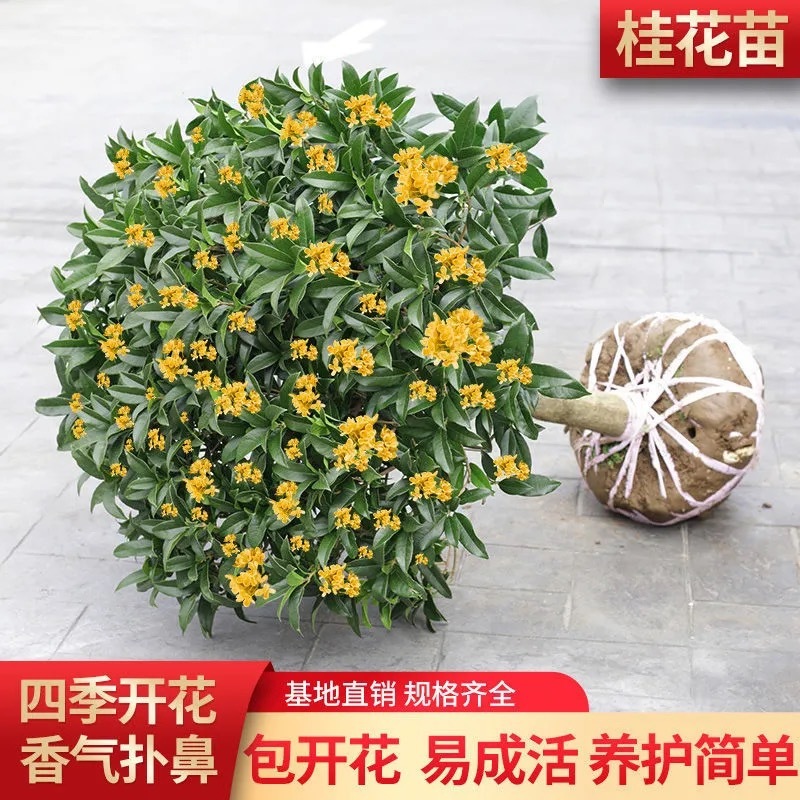 四季盆栽花卉八月桂花苗沉香桂花树苗流苏树嫁接金桂庭院耐寒