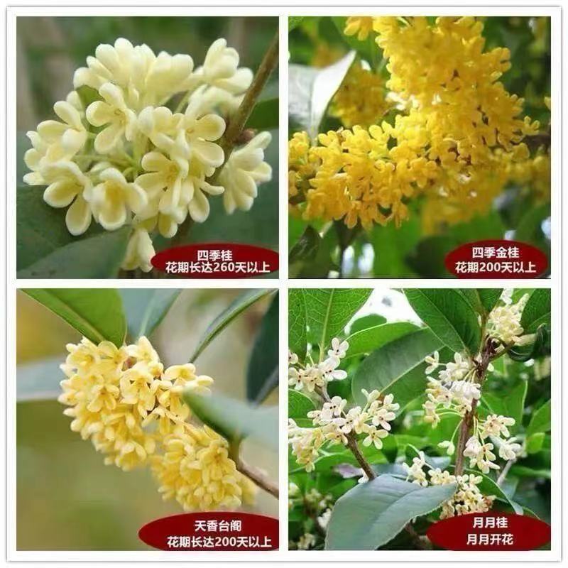 四季盆栽花卉八月桂花苗沉香桂花树苗流苏树嫁接金桂庭院耐寒