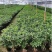 四季盆栽花卉八月桂花苗沉香桂花树苗流苏树嫁接金桂庭院耐寒