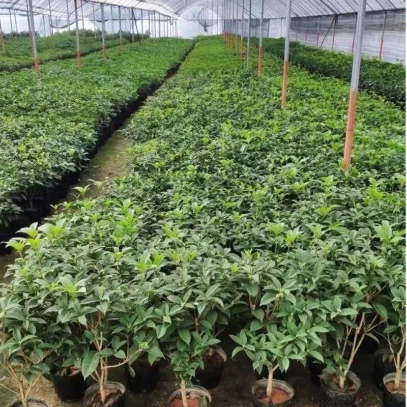 四季盆栽花卉八月桂花苗沉香桂花树苗流苏树嫁接金桂庭院耐寒