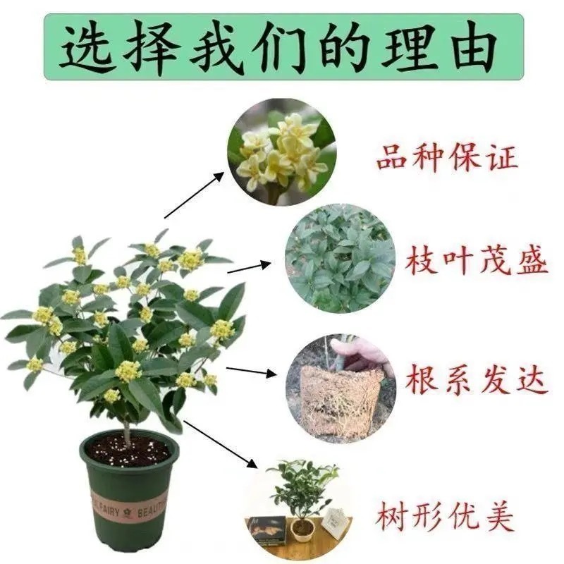 四季盆栽花卉八月桂花苗沉香桂花树苗流苏树嫁接金桂庭院耐寒