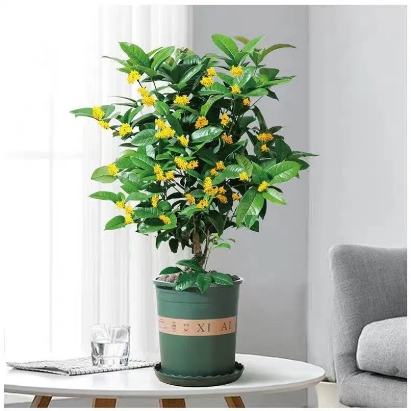 四季盆栽花卉八月桂花苗沉香桂花树苗流苏树嫁接金桂庭院耐寒