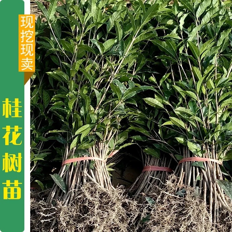 四季盆栽花卉八月桂花苗沉香桂花树苗流苏树嫁接金桂庭院耐寒