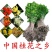 四季盆栽花卉八月桂花苗沉香桂花树苗流苏树嫁接金桂庭院耐寒