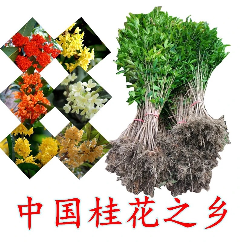 四季盆栽花卉八月桂花苗沉香桂花树苗流苏树嫁接金桂庭院耐寒