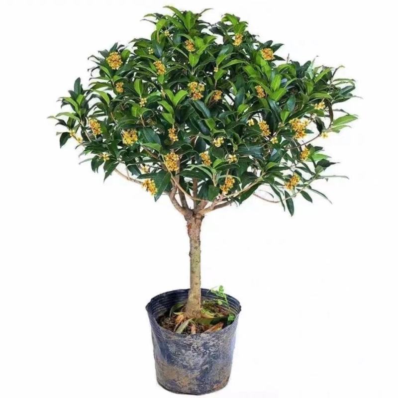 四季盆栽花卉八月桂花苗沉香桂花树苗流苏树嫁接金桂庭院耐寒