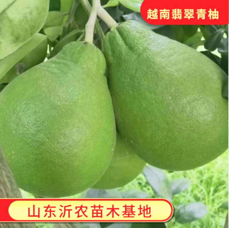 翡翠青柚苗原装正版母本嫁接柚子苗品种纯正