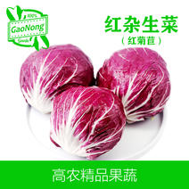 【高农精品】新鲜红杂生菜落地球红菊苣