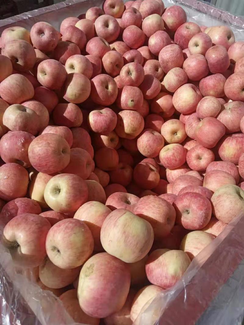 正宗精品红富士苹果(条红苹果，片红苹果)全国发货量大从优