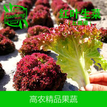 【高农精品】红叶生菜沙拉菜红珊瑚