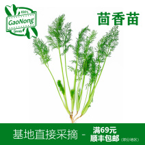 【高农精品】新鲜茴香苗中西餐香料