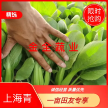 上海青小油菜欢迎订购每天大量有货小颗中颗菜全量新发
