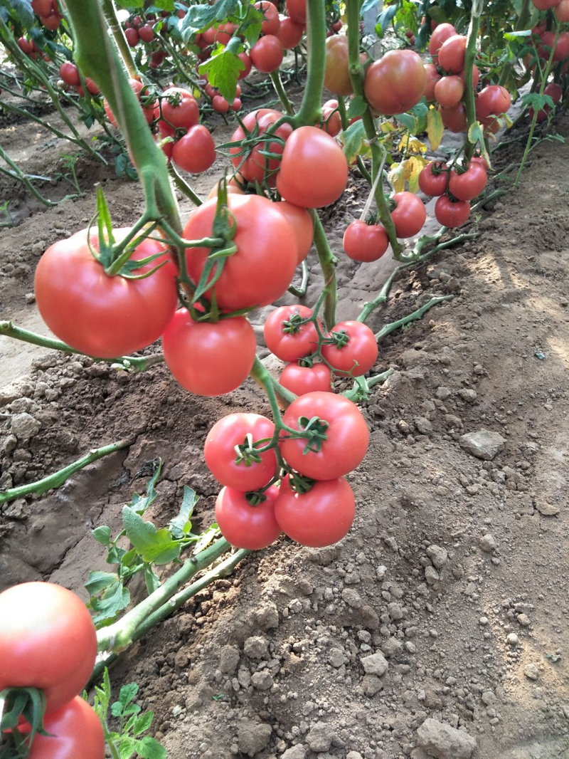 精品硬粉西红柿沙瓤有籽量大价优坏果包赔欢迎咨询