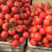 精品硬粉西红柿沙瓤有籽量大价优坏果包赔欢迎咨询