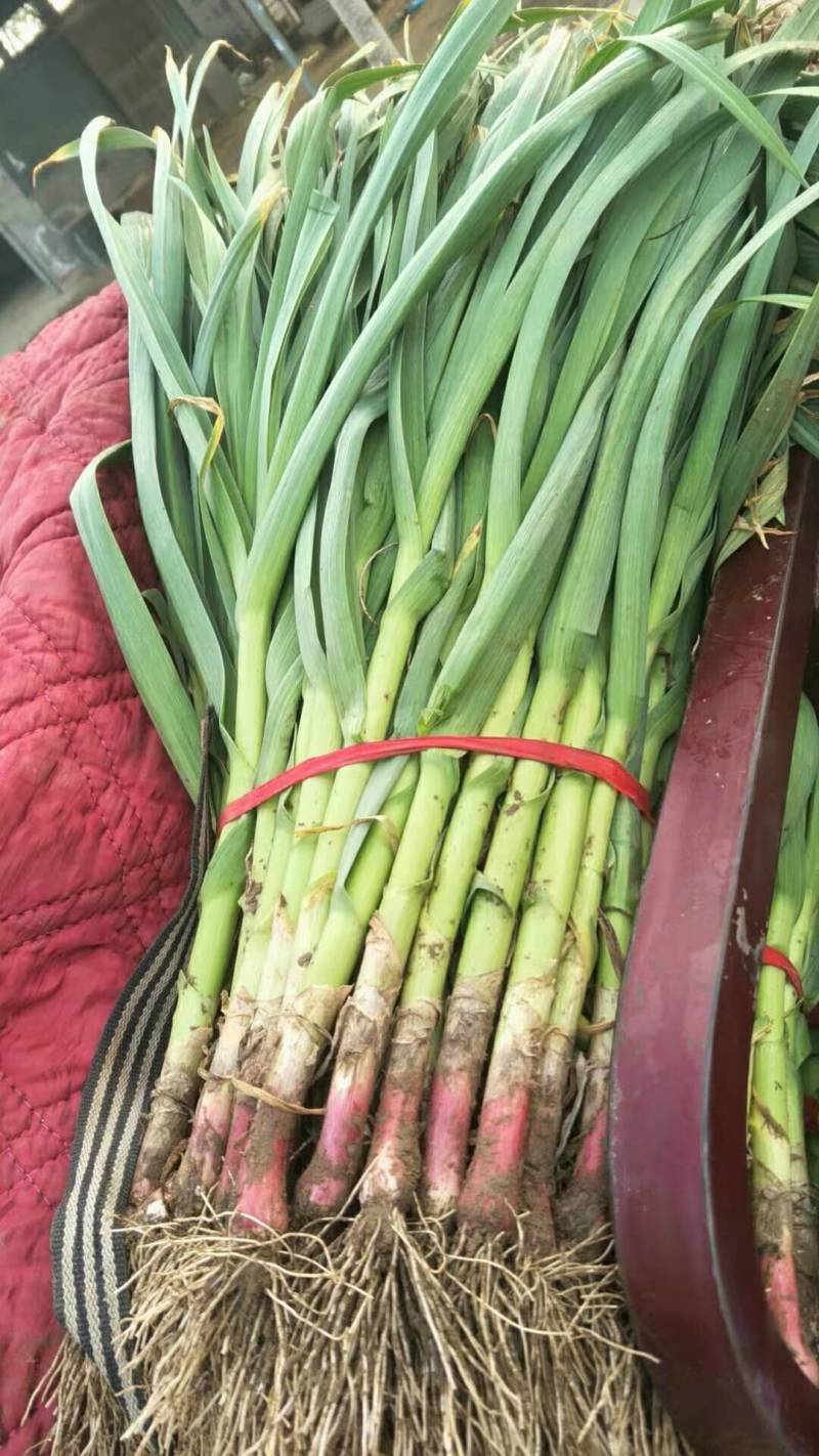 安阳红根蒜苗，量大从优，支持预定，欢迎老板咨询