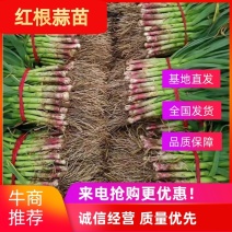 安阳红根蒜苗，量大从优，支持预定，欢迎老板咨询
