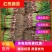 安阳红根蒜苗，量大从优，支持预定，欢迎老板咨询
