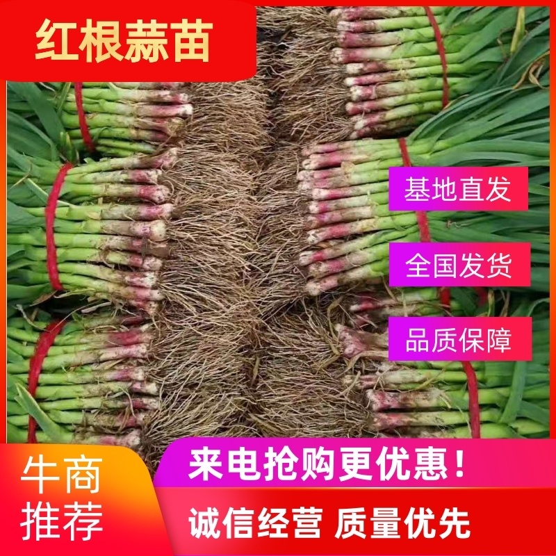 安阳红根蒜苗，量大从优，支持预定，欢迎老板咨询