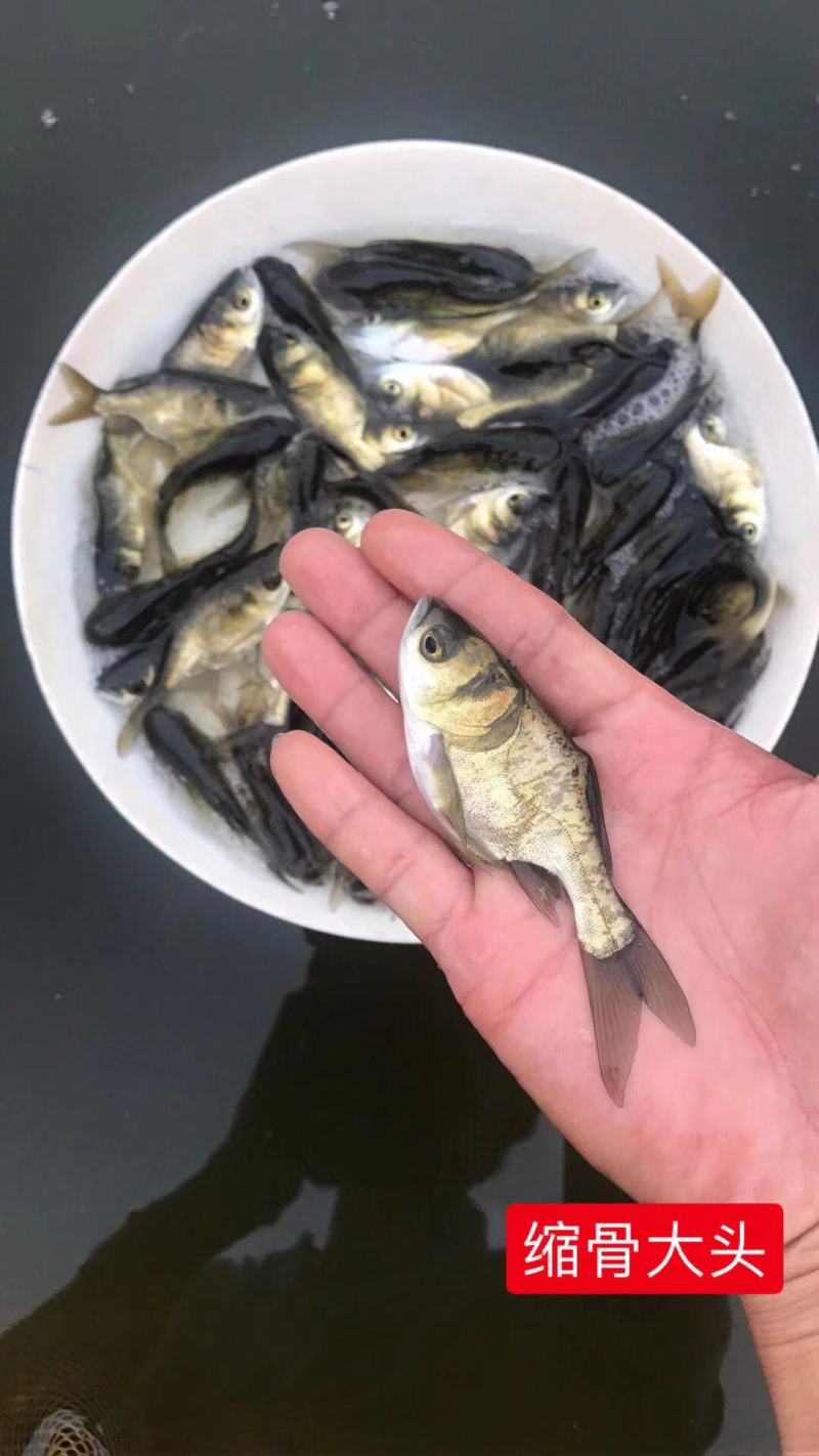 花鲢缩骨大头大量现货基地直供