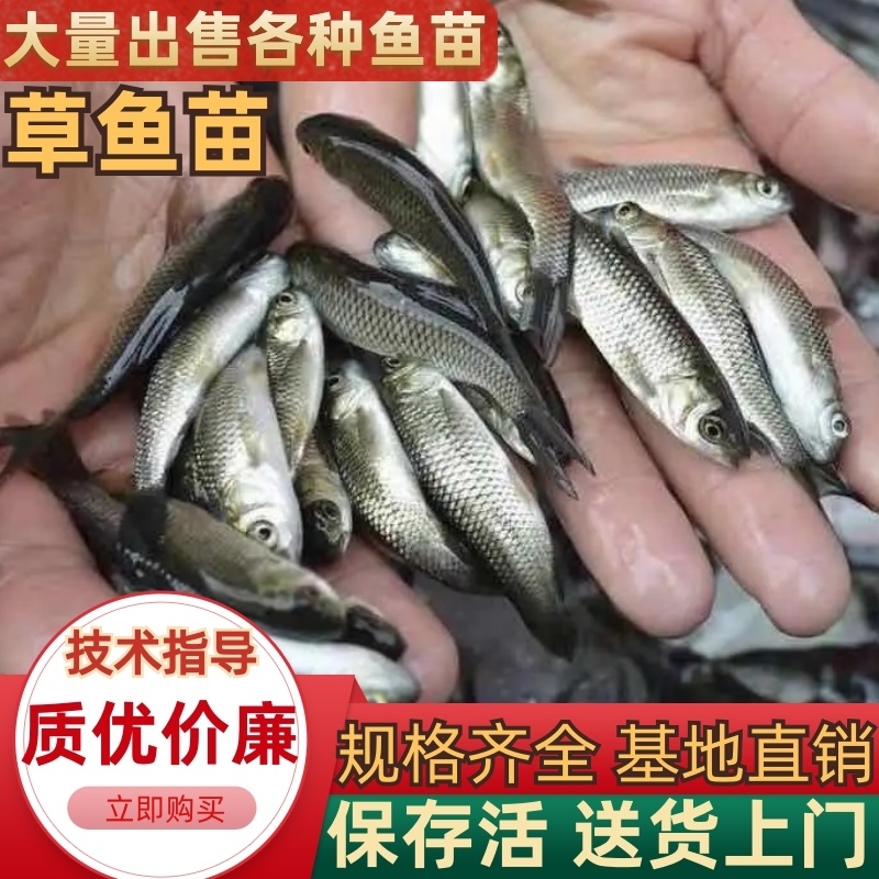 【热销中】草鱼苗规格齐全基地直销保存活送货上门