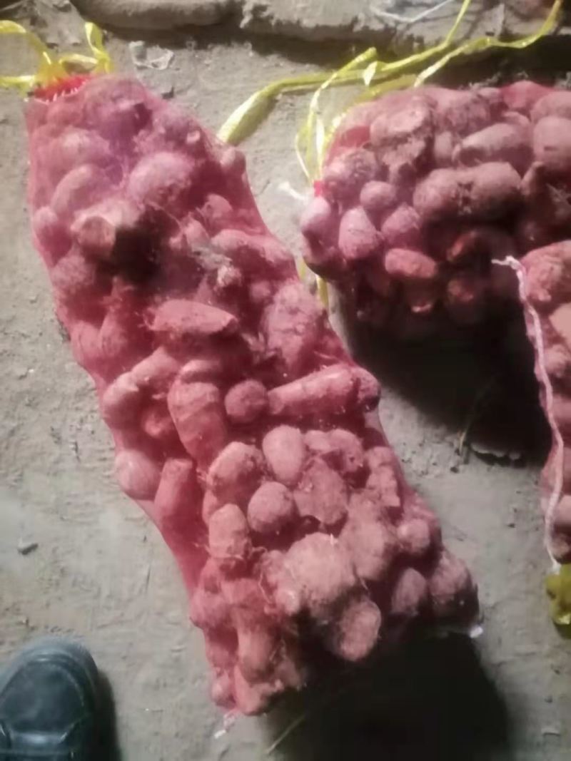 精品芋头大量上市！产地直发，质优价廉支持视频看货量大从优