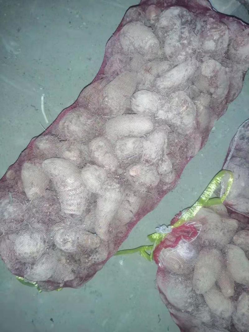 精品芋头大量上市！产地直发，质优价廉支持视频看货量大从优