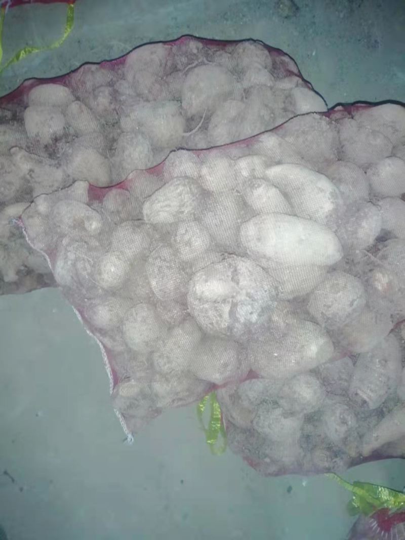 精品芋头大量上市！产地直发，质优价廉支持视频看货量大从优