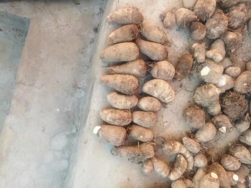 精品芋头大量上市！产地直发，质优价廉支持视频看货量大从优